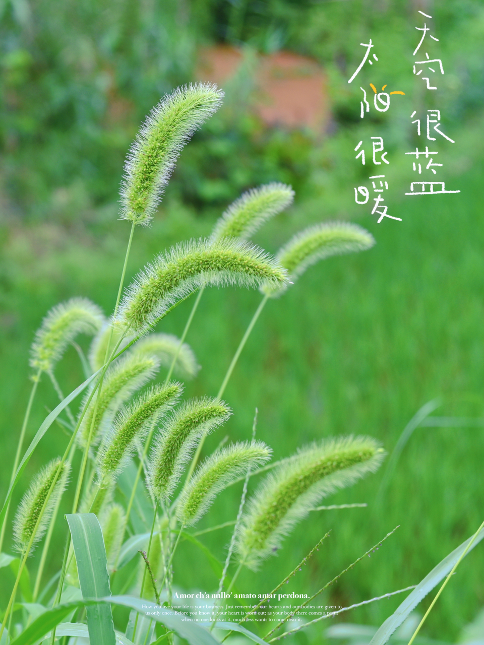 小清新風(fēng)格圖片