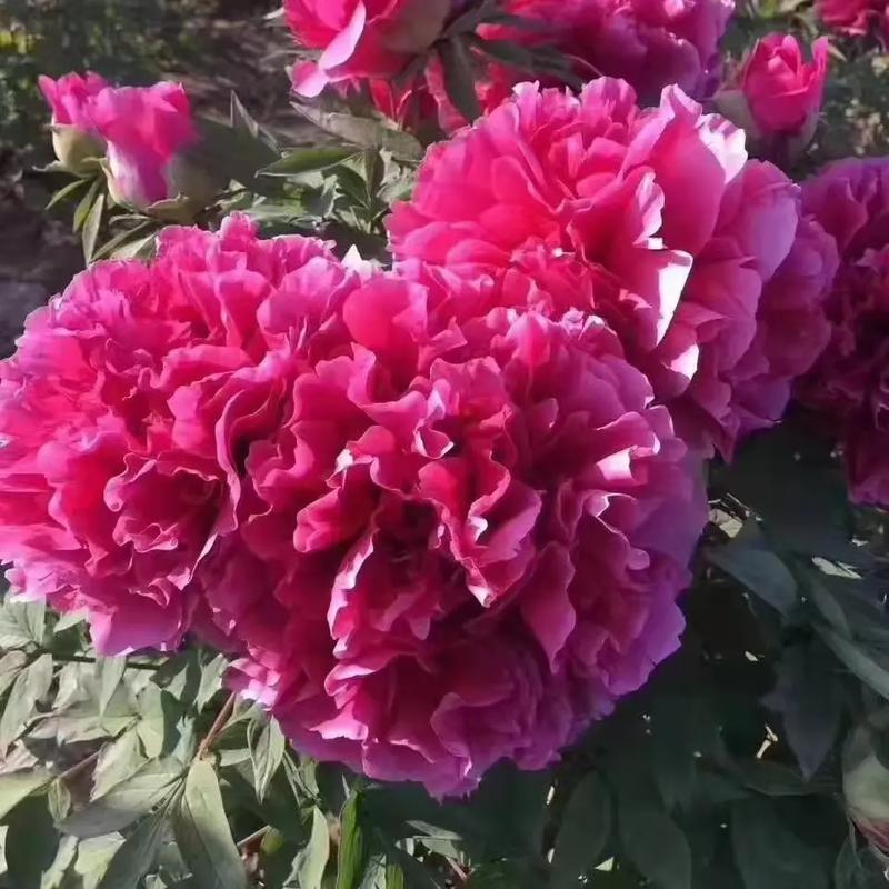 濃艷感圖片
